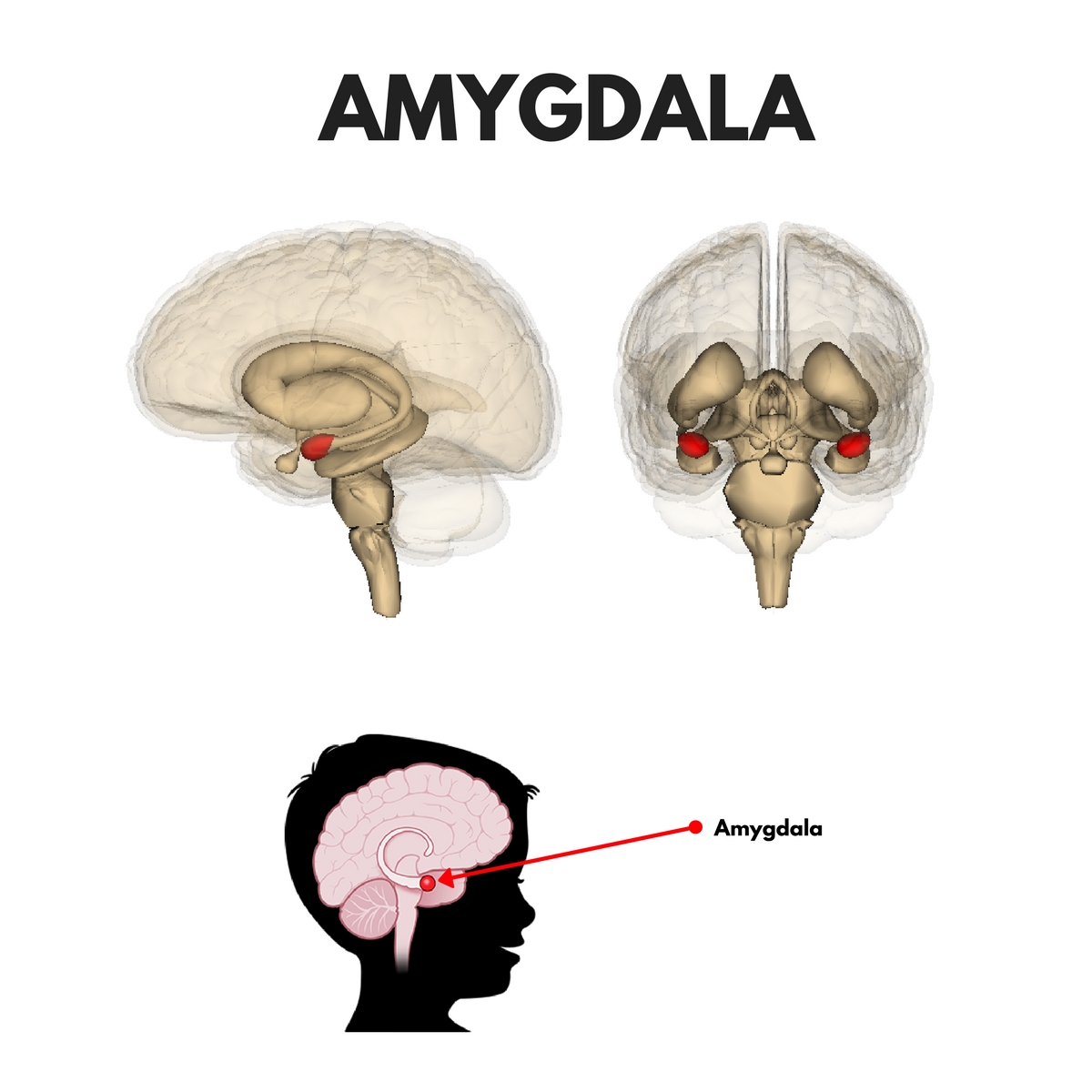 amygdala, flow state, transient hypofrontality